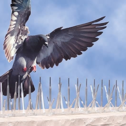 Bird Spikes installation photo by Jhansi, Hyderabad